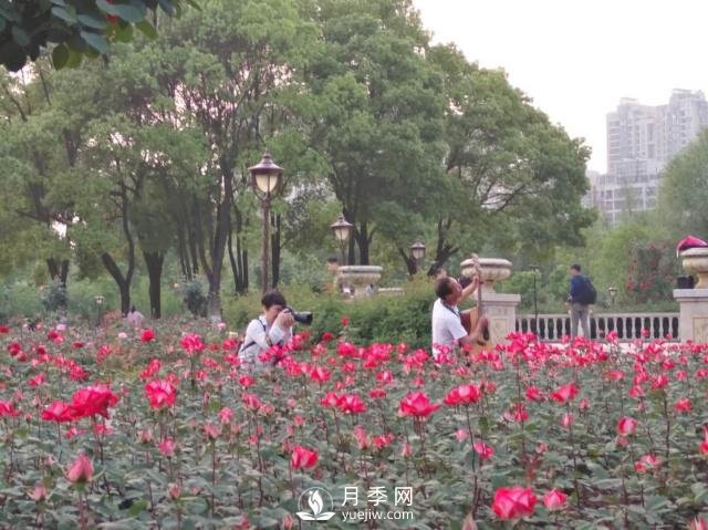 武漢青山和平公園月季花園(圖2)