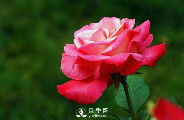 月季花怎么養(yǎng)可以月月爆盆？(圖1)