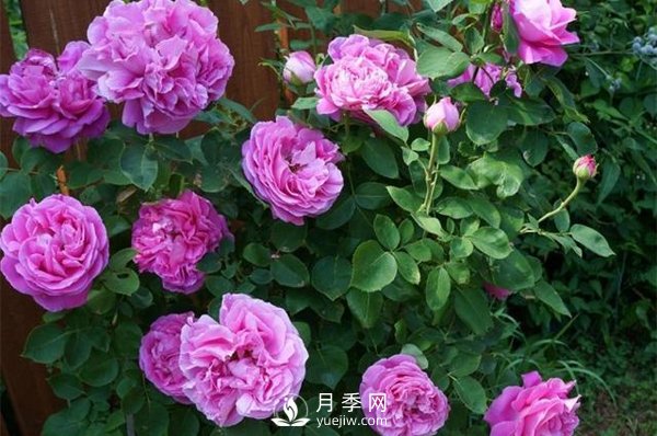 月季花花苞有綠色小蟲怎么辦？(圖1)