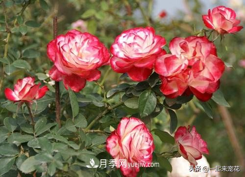 新年養(yǎng)盆香水月季，花朵香飄滿屋，陽臺(tái)盆栽佳品(圖2)