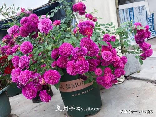 新年養(yǎng)盆香水月季，花朵香飄滿屋，陽臺(tái)盆栽佳品(圖1)