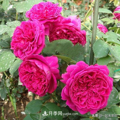 新年養(yǎng)盆香水月季，花朵香飄滿屋，陽臺(tái)盆栽佳品(圖3)