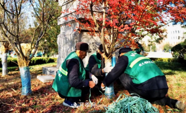 苗木防寒，老苗木人都會疏忽的地方要注意(圖2)