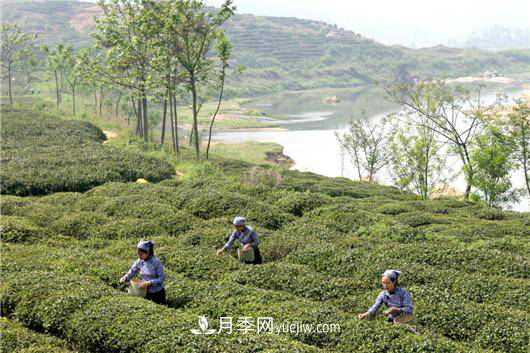 南陽(yáng)桐柏：科技助力茶鄉(xiāng)再添茶香(圖1)