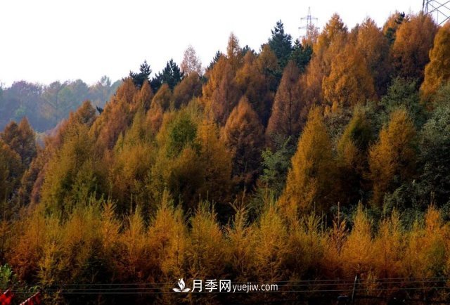 十九屆五中全會順利召開，這些樹種大有前景(圖1)