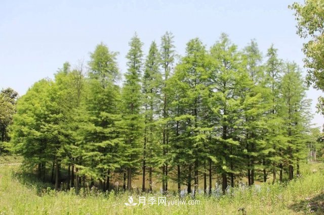 十九屆五中全會順利召開，這些樹種大有前景(圖3)