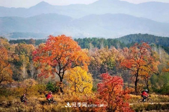 十九屆五中全會順利召開，這些樹種大有前景(圖2)