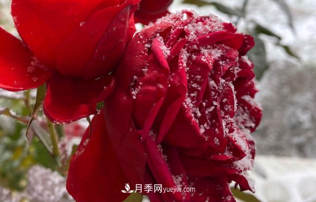 冬季的月季，花瓣鋪滿(mǎn)雪，似白糖，舔一口甜蜜蜜(圖3)