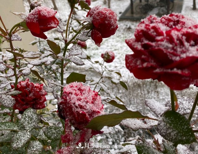 冬季的月季，花瓣鋪滿(mǎn)雪，似白糖，舔一口甜蜜蜜(圖1)