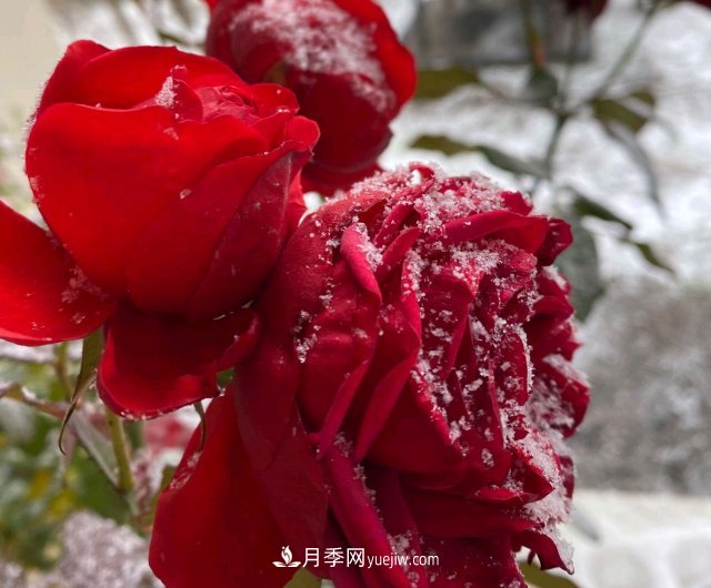 冬季的月季，花瓣鋪滿(mǎn)雪，似白糖，舔一口甜蜜蜜(圖2)