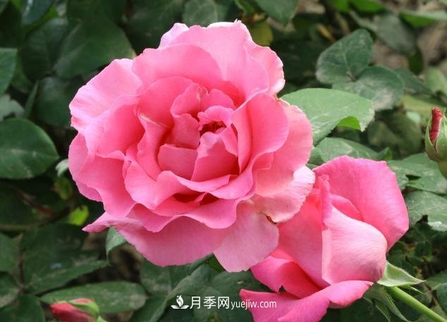 月季花養(yǎng)好了季季開花，花量可喜長得好看，有院子一定養(yǎng)幾株(圖1)