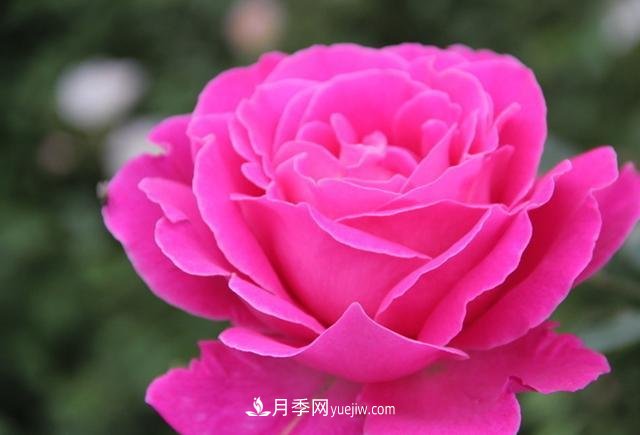 月季花養(yǎng)好了季季開花，花量可喜長得好看，有院子一定養(yǎng)幾株(圖3)