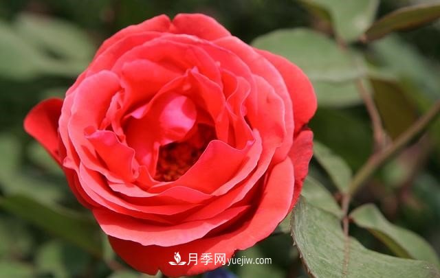 月季花這樣養(yǎng)，記住這些訣竅，開花紅艷艷(圖3)