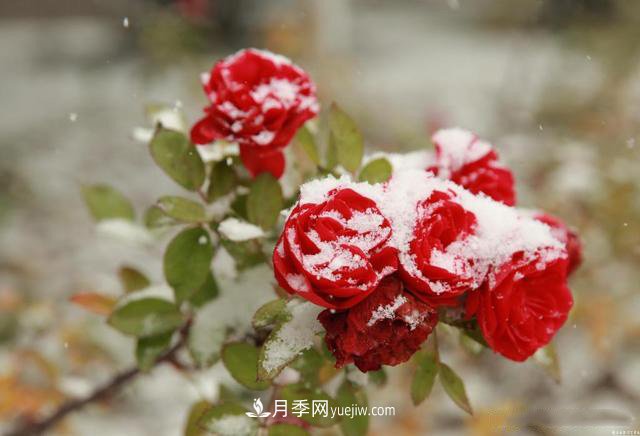 被雪中的月季花所震撼，傲然開放，芳香依舊！(圖1)