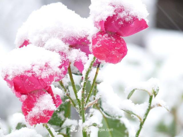 被雪中的月季花所震撼，傲然開放，芳香依舊！(圖2)