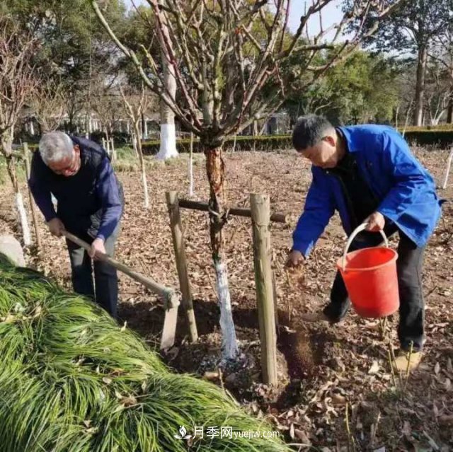 杭州月季“修養(yǎng)身息”，來年春天更加明艷(圖3)