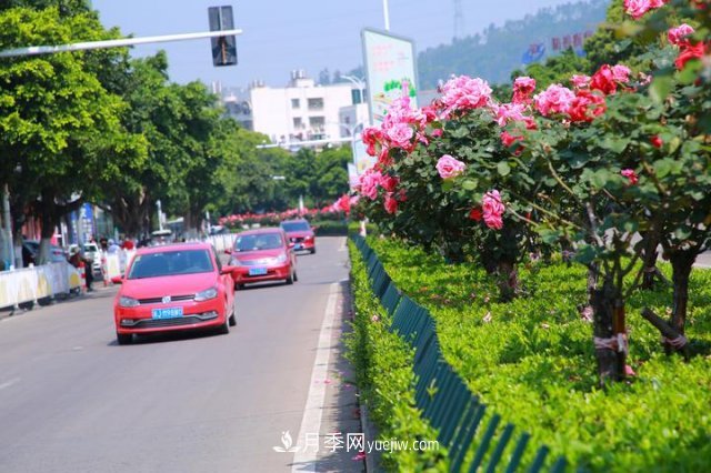 浙江玉環(huán)：綠化月季盛開 扮靚城市美景(圖1)