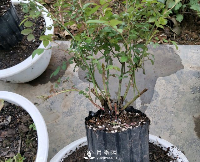 薔薇根嫁接的月季會(huì)長(zhǎng)粗筍嗎？粗筍的位置從哪里長(zhǎng)出來(lái)(圖1)