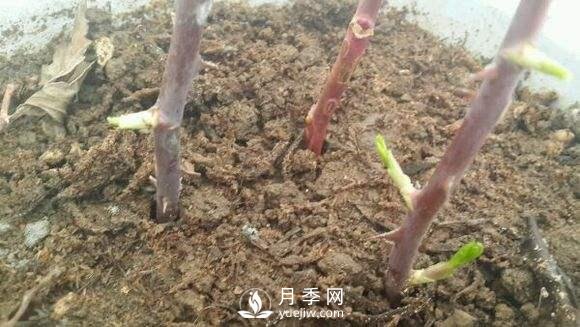 月季花的種植方法和好處(圖2)