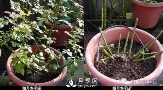 月季花的種植方法和日常養(yǎng)護管理(圖6)