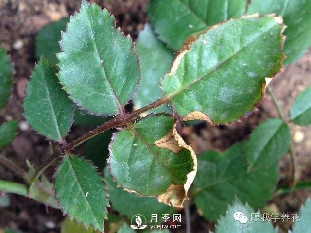 月季花的種植方法和日常養(yǎng)護管理(圖4)