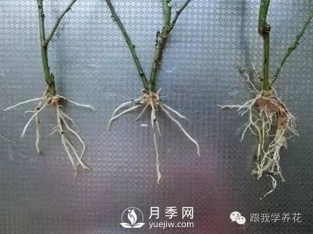 月季花的種植方法和日常養(yǎng)護管理(圖7)