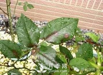 月季花的種植方法和日常養(yǎng)護管理(圖2)