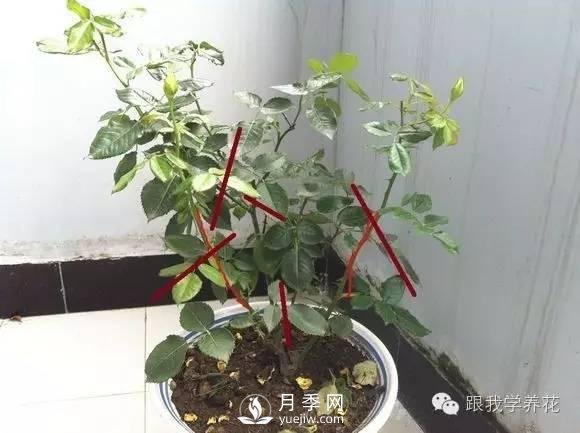 月季花的種植方法和日常養(yǎng)護管理(圖5)