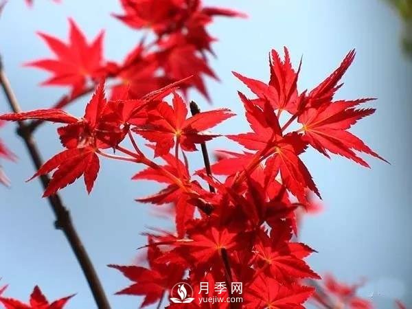 成都園林綠化中景觀樹(shù)選擇和知識(shí)(圖1)