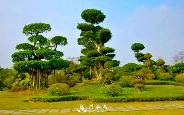 成都園林綠化中景觀樹(shù)選擇和知識(shí)(圖3)