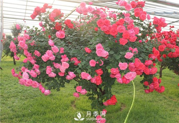 月季樹高貴典雅、花型花色多樣(圖1)