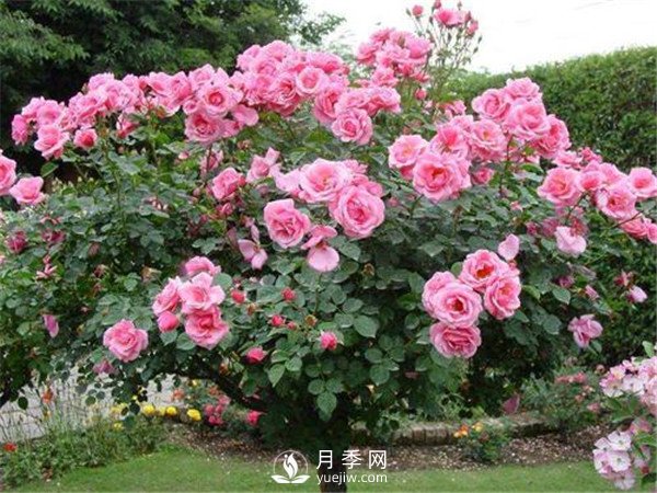 月季樹高貴典雅、花型花色多樣(圖2)