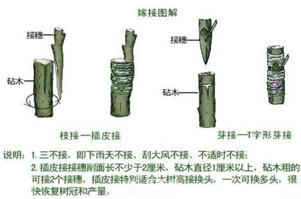 南陽月季扦插苗和嫁接苗的區(qū)別(圖4)