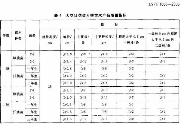 月季苗的質(zhì)量行業(yè)標(biāo)準(zhǔn)(圖1)