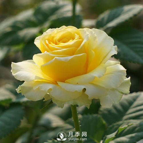 陽臺黨必入的3個月季花品種，有你愛的款嗎？(圖1)