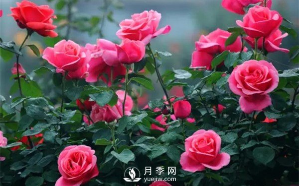 月季如何才能多開花？月季怎么開花多？(圖1)