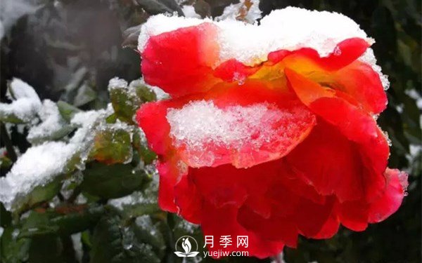 月季如何才能多開花？月季怎么開花多？(圖2)