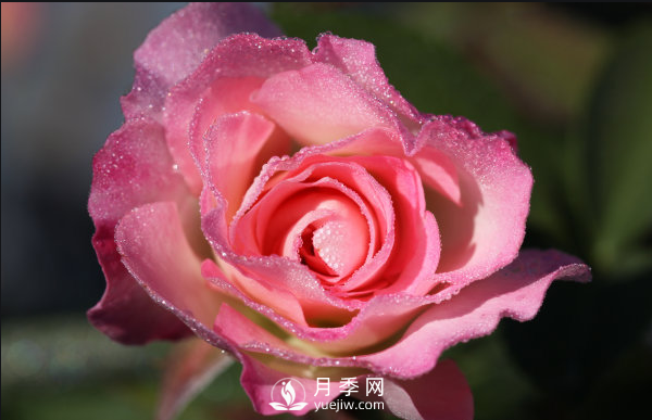 ?月季如何養(yǎng)，才能開(kāi)花大而艷？(圖1)