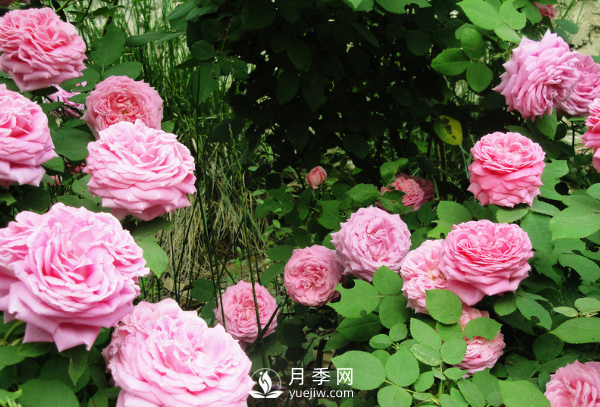 ?月季如何養(yǎng)，才能開(kāi)花大而艷？(圖2)