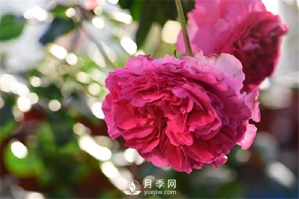 月季花為什么越來(lái)越??？(圖1)