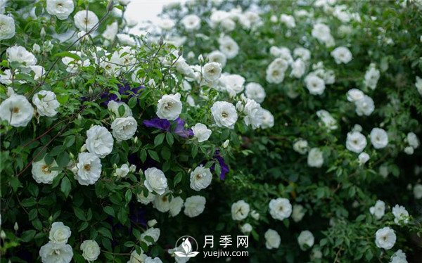 9個漂亮的花園藤本月季推薦(圖1)