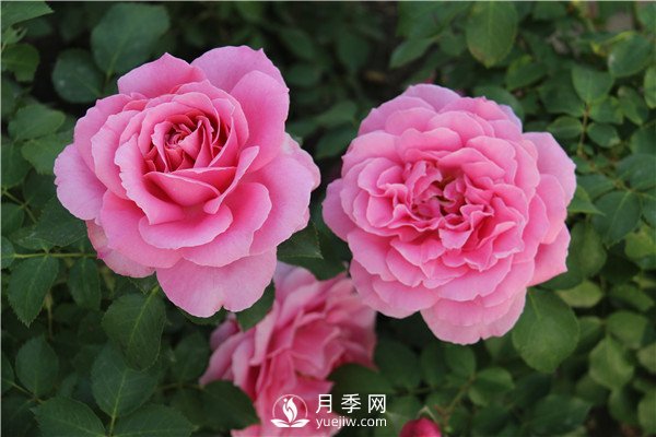 月季花夏天能暴曬嗎？夏季月季管理方法(圖1)