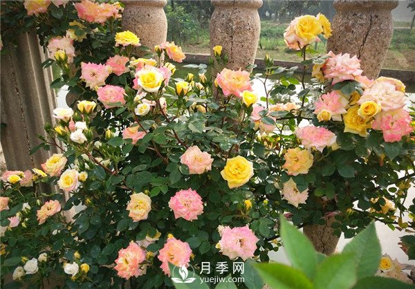 月季花夏天能暴曬嗎？夏季月季管理方法(圖2)