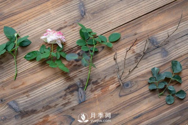 月季花后修剪怎么做？這樣做才能開爆(圖3)