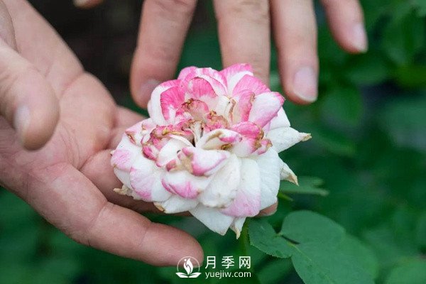 月季花后修剪怎么做？這樣做才能開爆(圖1)