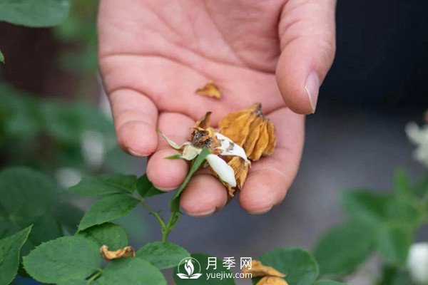 月季花后修剪怎么做？這樣做才能開爆(圖2)