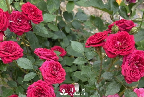 月季花怎么能開更多的花？(圖1)