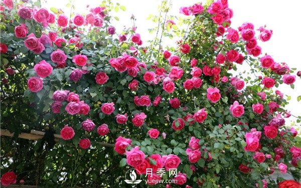 藤本月季春花后修剪養(yǎng)護(hù)(圖1)