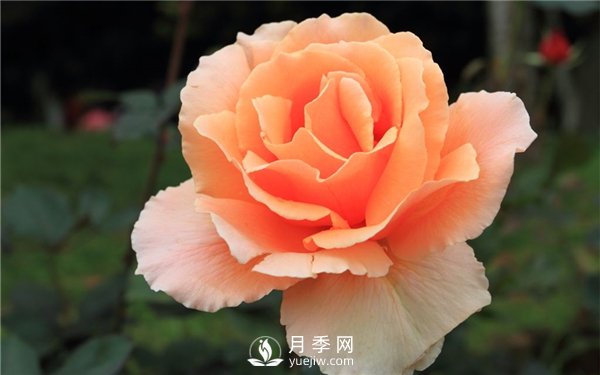 讓月季連續(xù)開花的方法有哪些？如何讓月季連續(xù)開花(圖1)