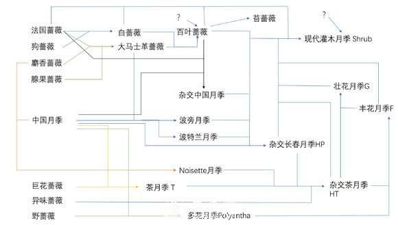 月季育種歷史圖譜(圖1)